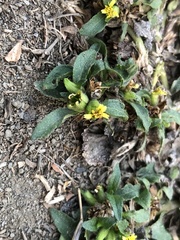 Synedrella nodiflora