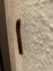 Trigoniulus corallinus