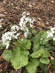 Pachyphragma macrophyllum