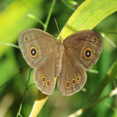 Brakefieldia perspicua