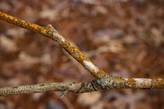 Aurantioporthe corni