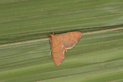 Psara obscuralis