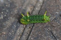 Narosoideus flavidorsalis