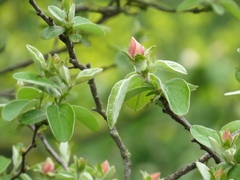 Magnoliopsida
