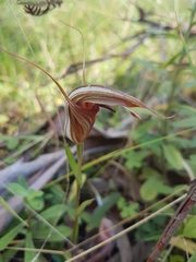 Pterostylis coccina