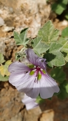 Malva subovata