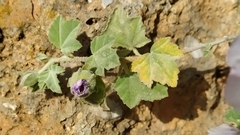Malva subovata
