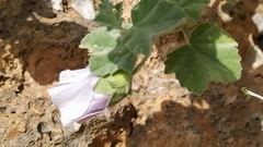 Malva subovata