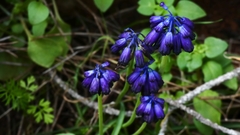 Muscari commutatum