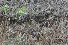Anthus hodgsoni
