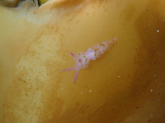 Coryphellina poenicia