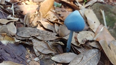 Entoloma virescens