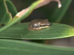 Litoria fallax