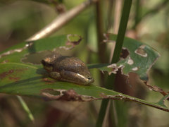 Litoria fallax