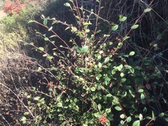 Cotoneaster glaucophyllus