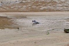 Motacilla alba