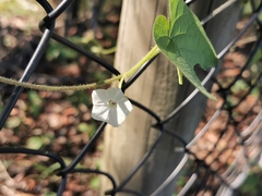 Ipomoea plebeia