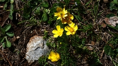 Ranunculus millefoliatus