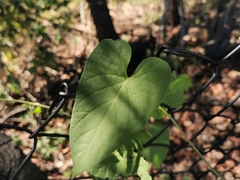 Ipomoea plebeia