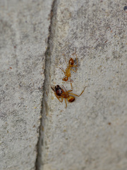 Camponotus festinatus