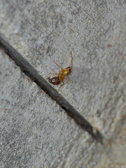 Camponotus festinatus