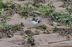 Motacilla alba lugens