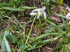 Scilla siberica
