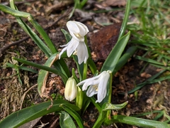 Scilla siberica
