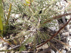 Struthiola macowanii