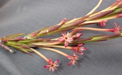 Struthiola macowanii