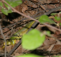 Lacerta diplochondrodes cariensis