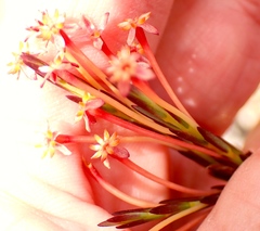 Struthiola macowanii