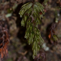 Hymenophyllum lanceolatum