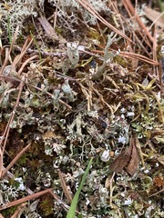 Cladonia subcariosa