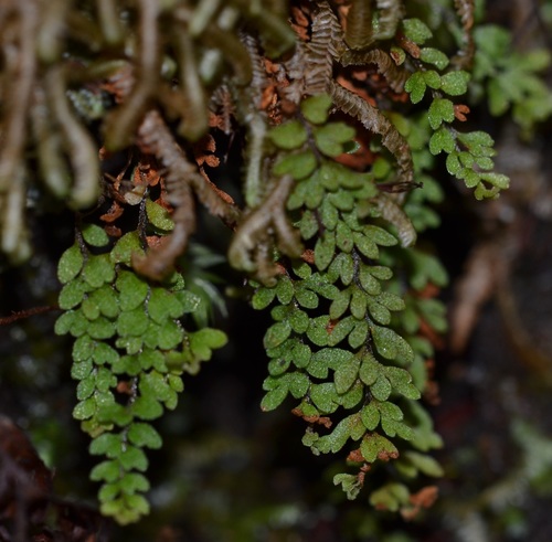Adenophorus hymenophylloides