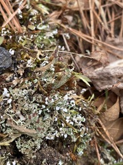 Cladonia subcariosa