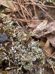 Cladonia subcariosa