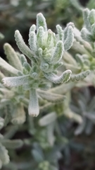 Teucrium aureum