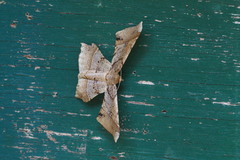 Krananda latimarginaria