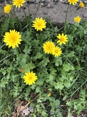 Hyoseris radiata