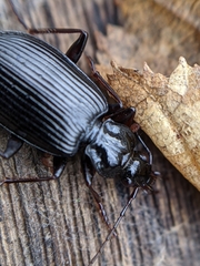 Limodromus