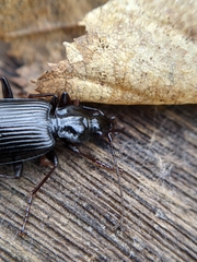 Limodromus