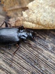 Limodromus
