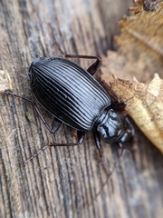 Limodromus