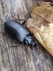 Limodromus