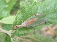 Ditaxis meridiei