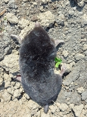 Talpa europaea