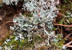 Cladonia subcariosa