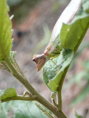 Ditaxis meridiei