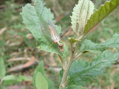 Ditaxis meridiei